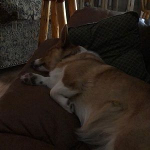 Meet your Posher, Dusty